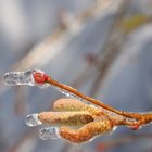 Der Frühling muss noch warten