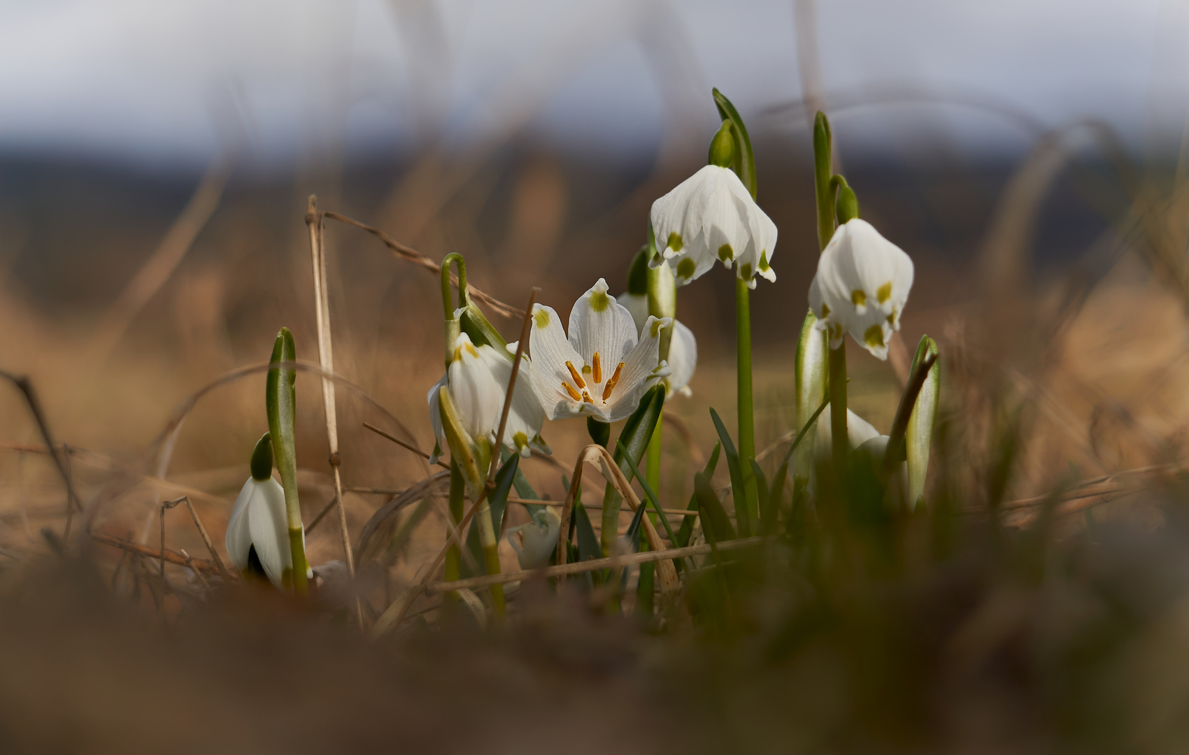 Der Frühling nähert sich (-: