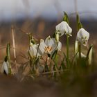 Der Frühling nähert sich (-: