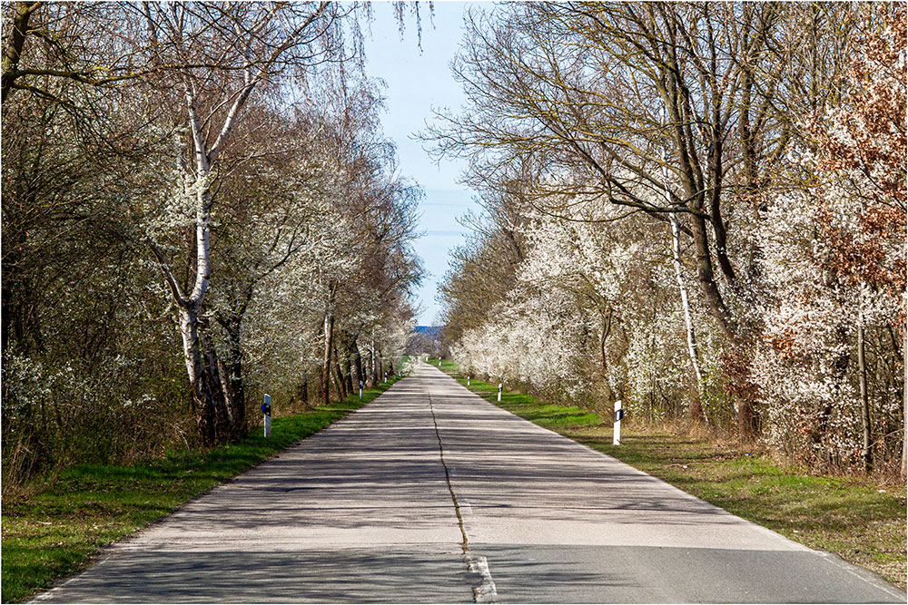 Der Frühling nahet