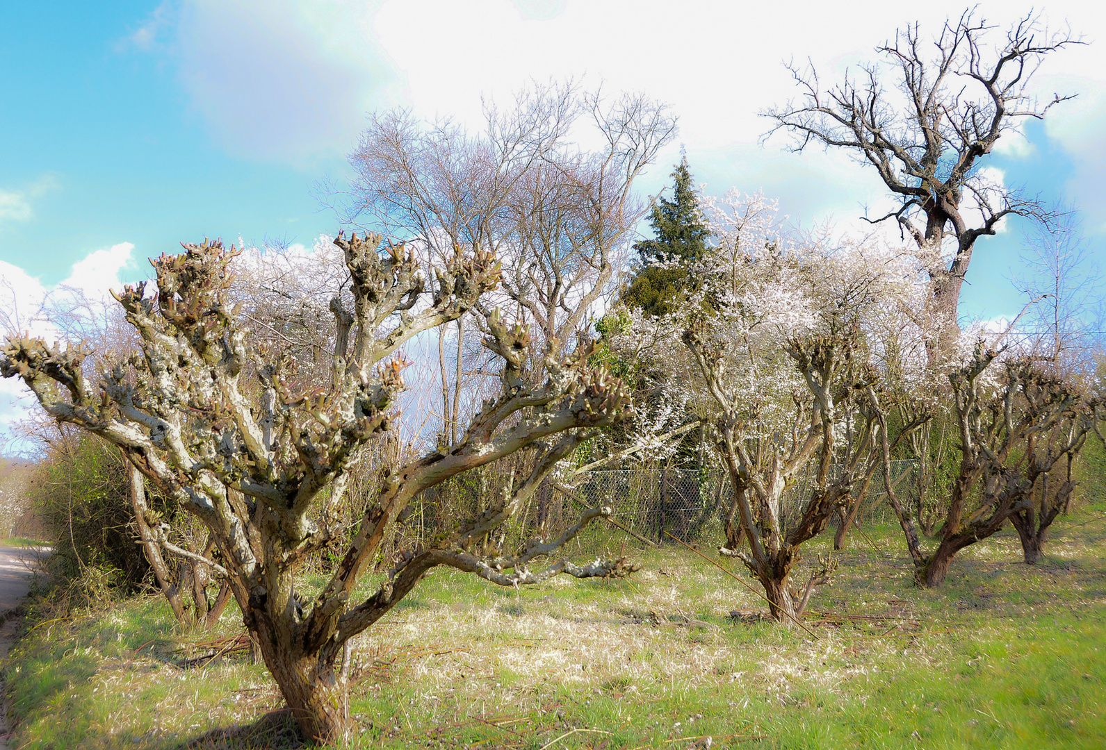 der Frühling naht...