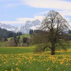 Der Frühling naht.....