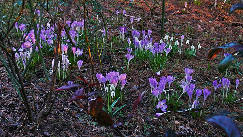 Der Frühling naht