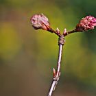 der Frühling naht...