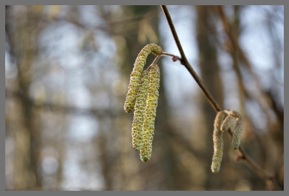 Der Frühling naht