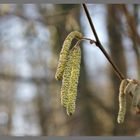 Der Frühling naht