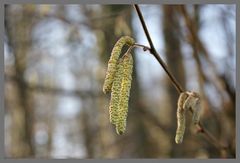 Der Frühling naht