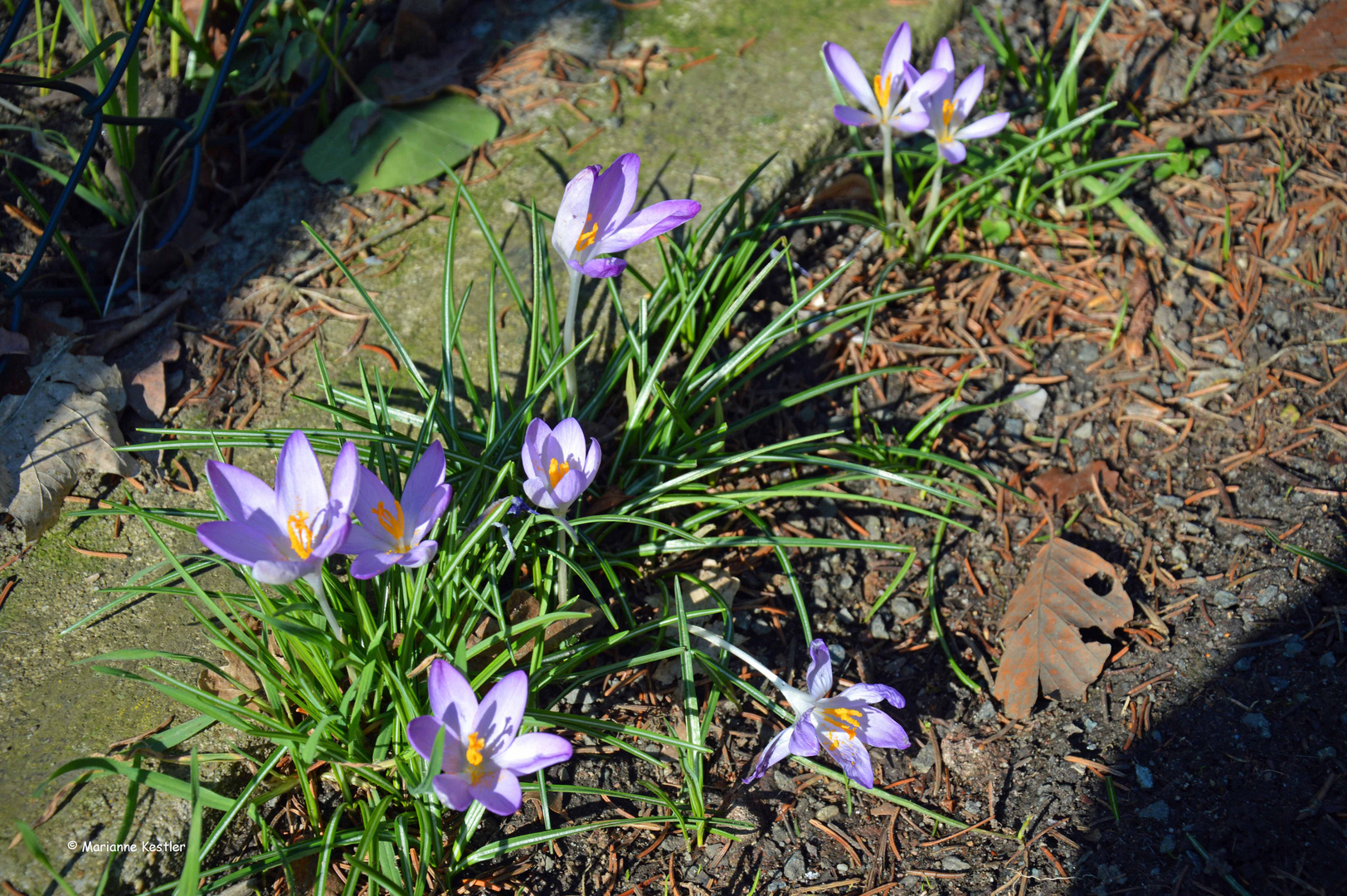 Der Frühling naht (1)