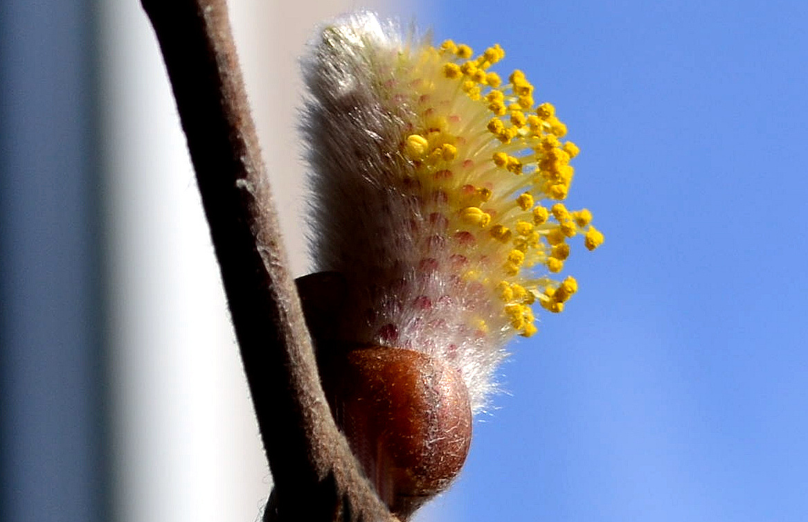 Der Frühling naht - 14. März 2013