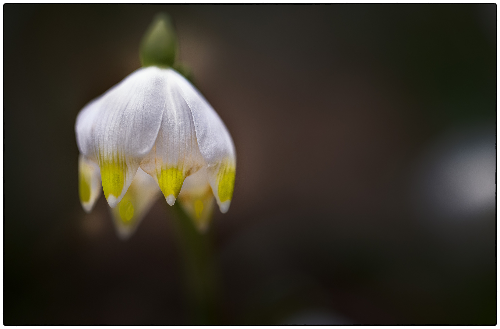 Der Frühling naht,…..