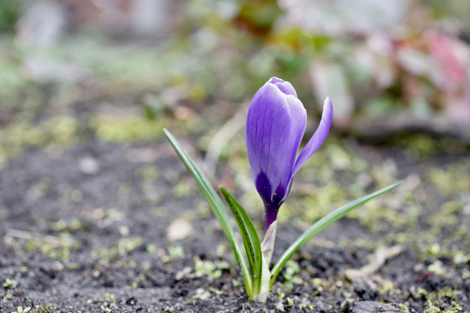 Der Frühling naht................