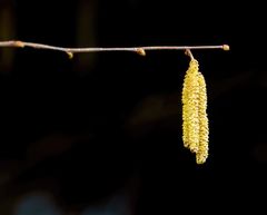 Der Frühling naht