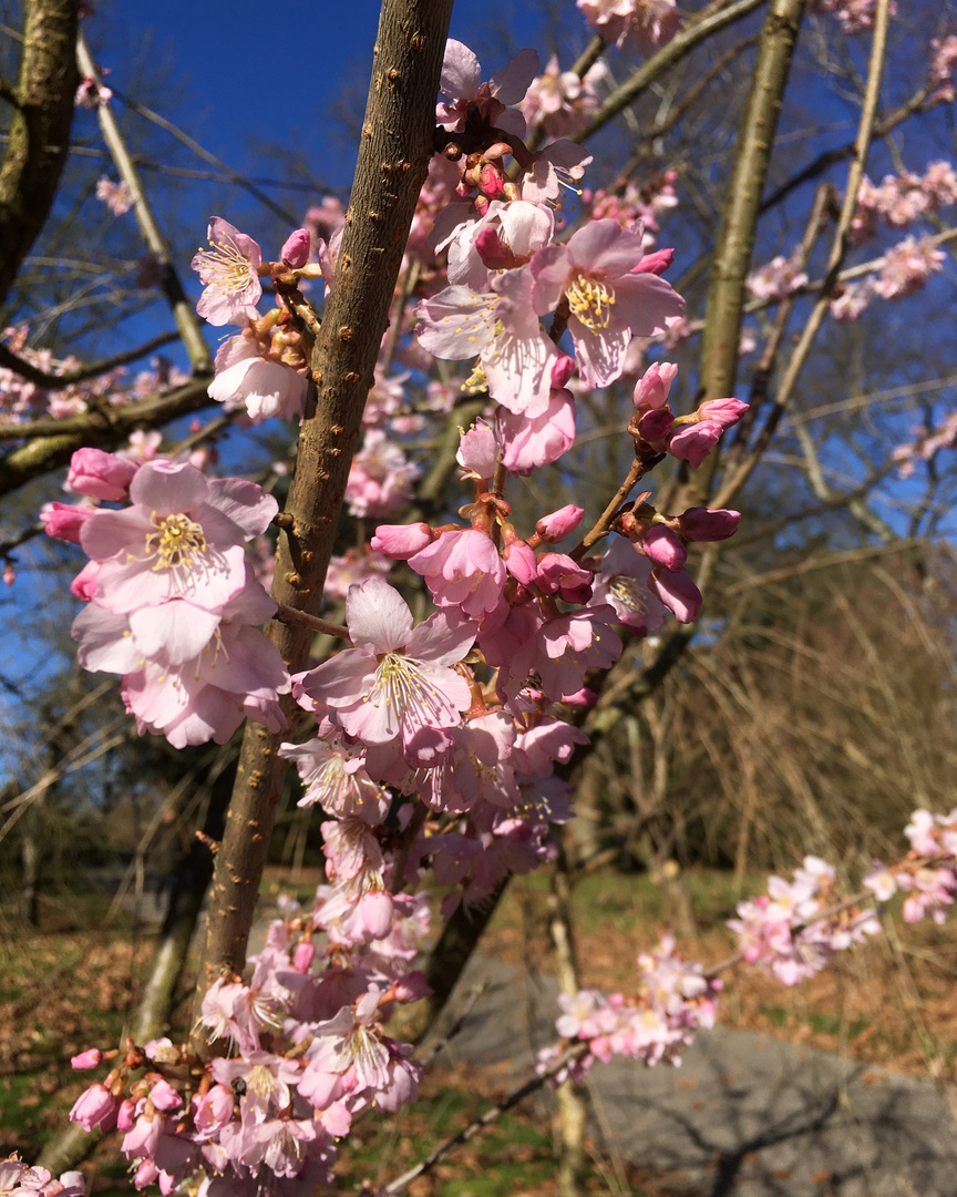 Der Frühling naht