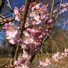 Der Frühling naht