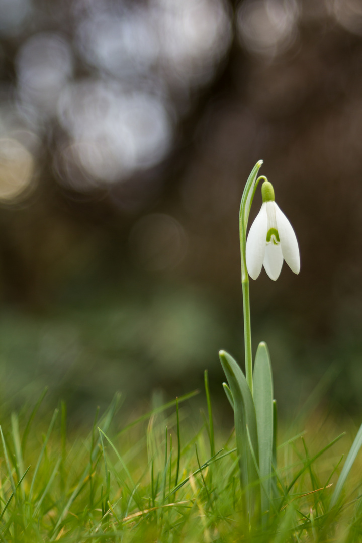 Der Frühling Naht