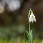 Der Frühling Naht