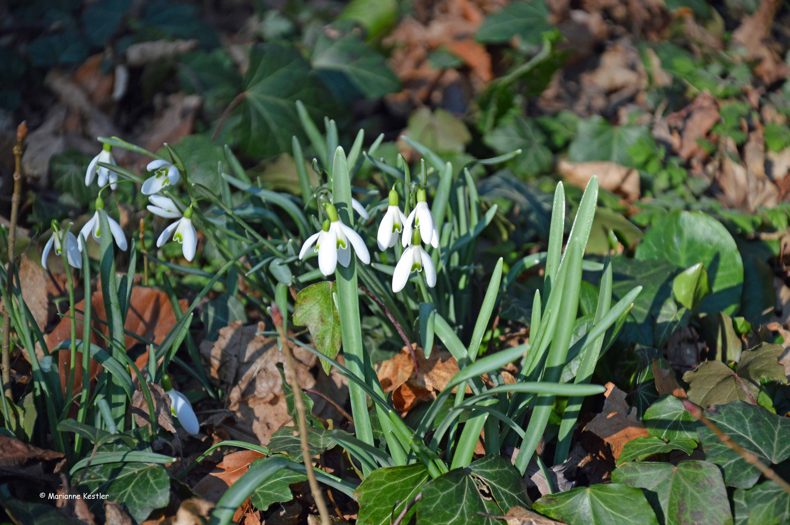 Der Frühling naht (2)