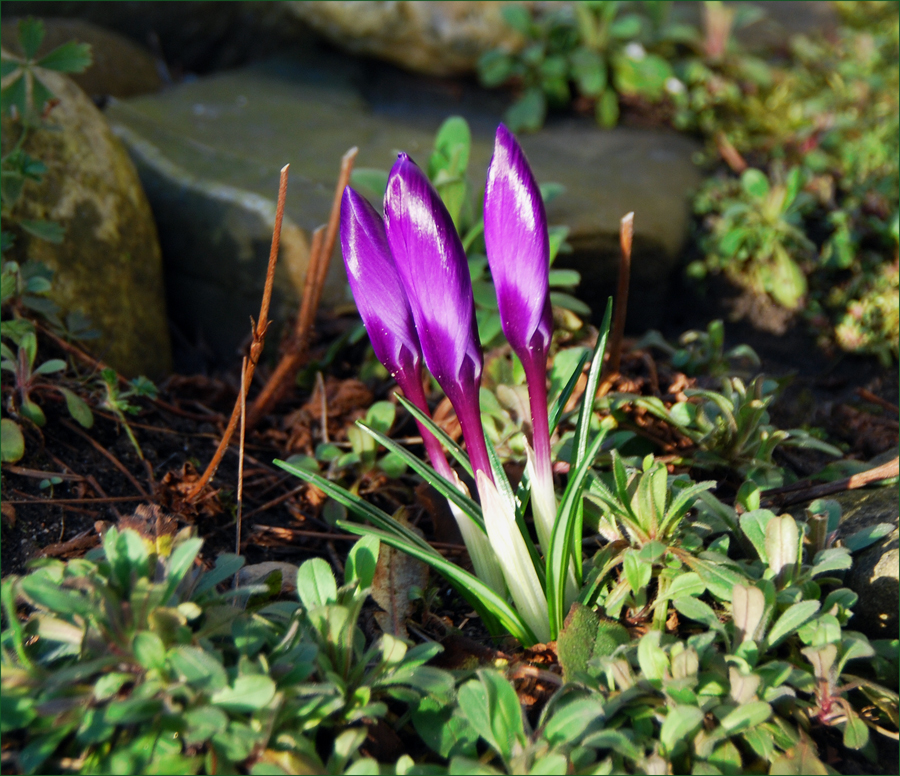 Der Frühling naht......