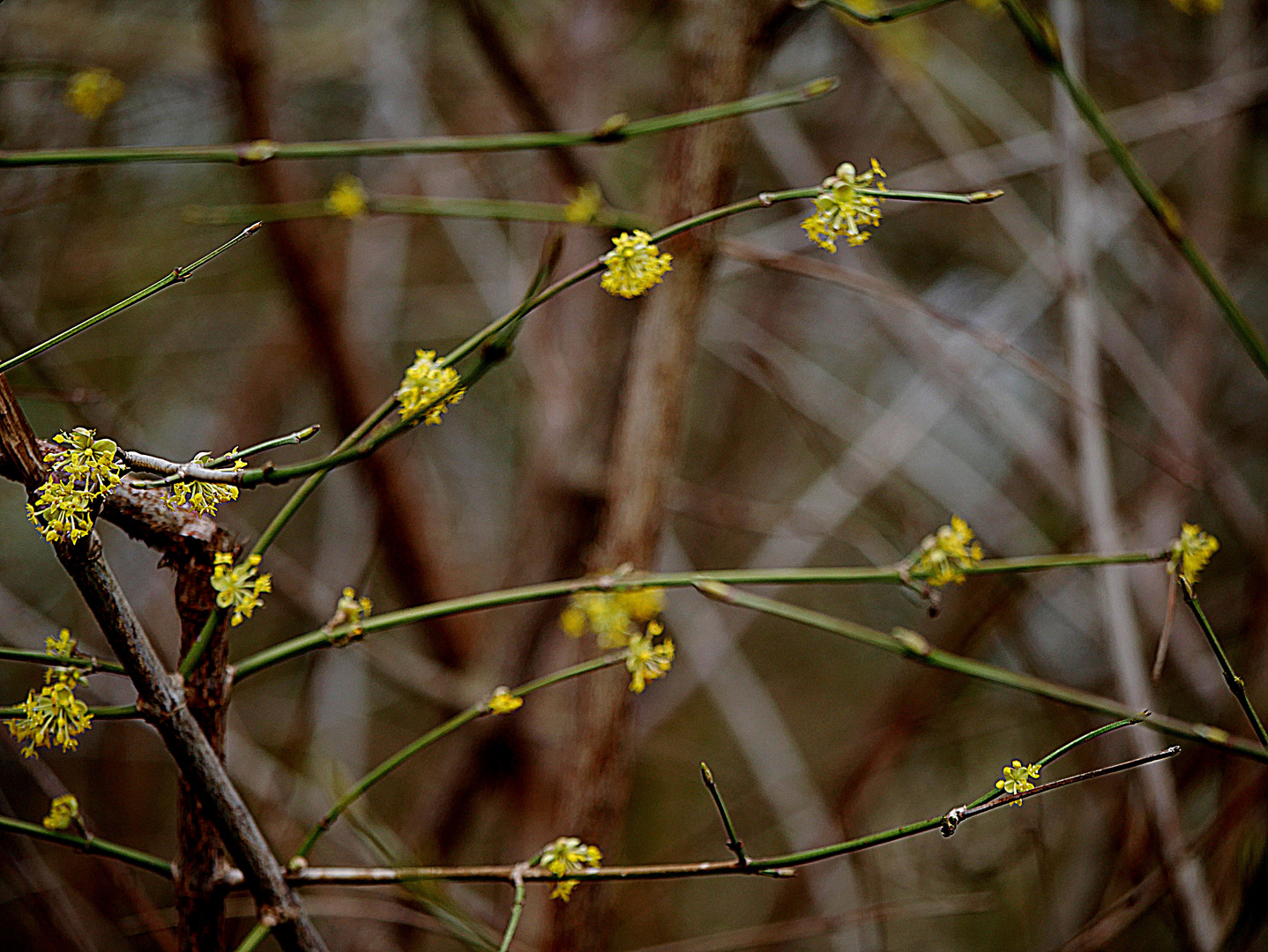 Der Frühling naht.