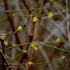 Der Frühling naht.