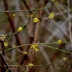 Der Frühling naht.