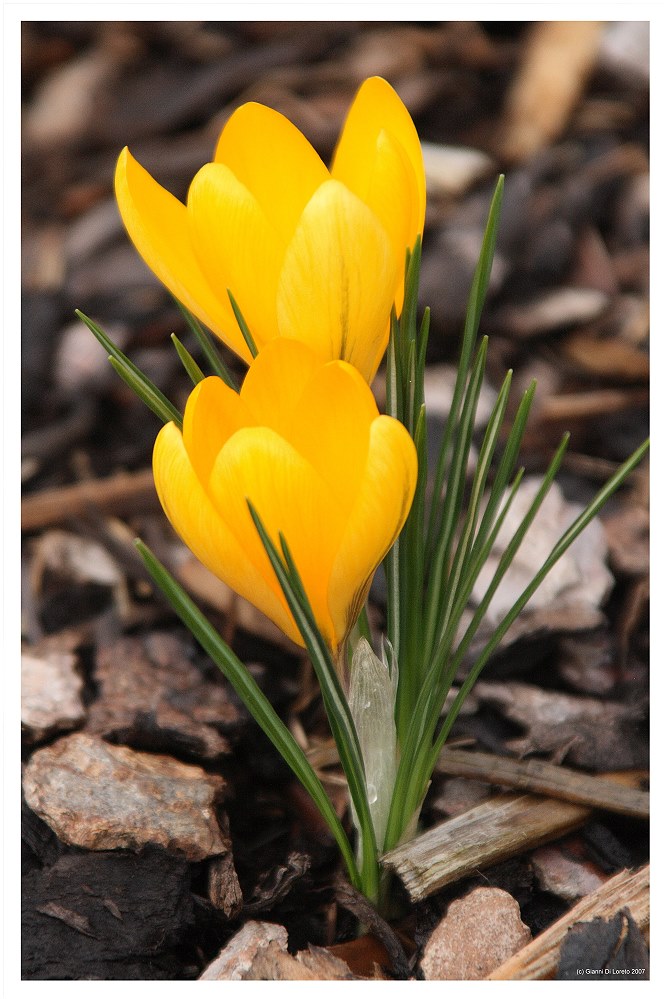 Der Frühling naht