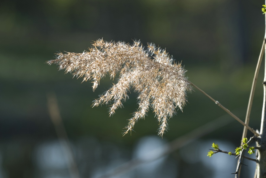 Der Frühling naht