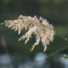 Der Frühling naht