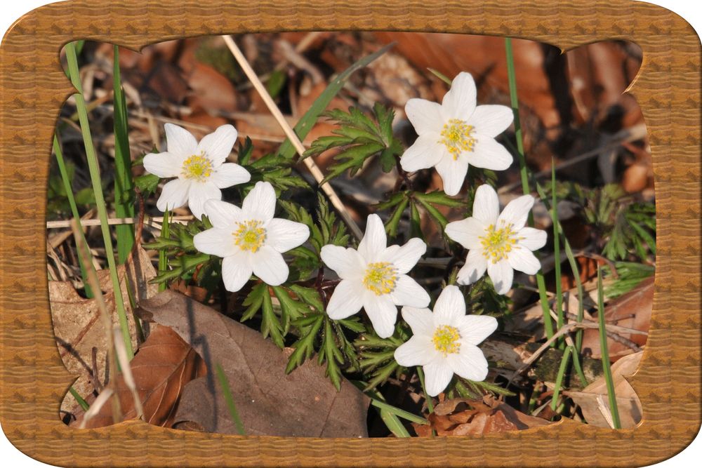 Der Frühling naht