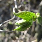 Der Frühling naht...