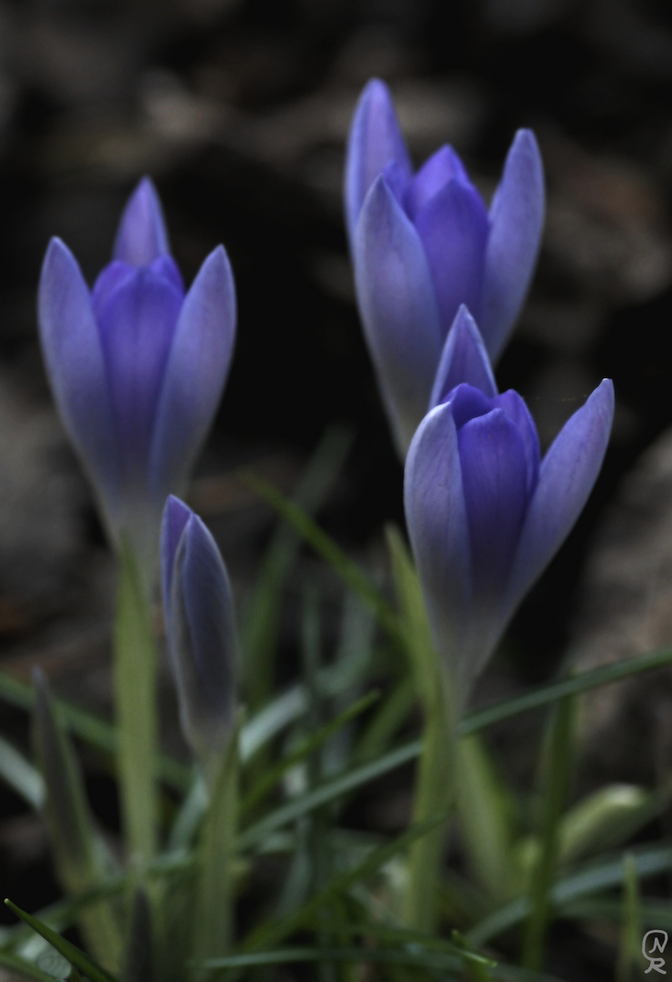 der Frühling naht