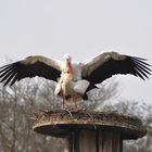 der Frühling naht