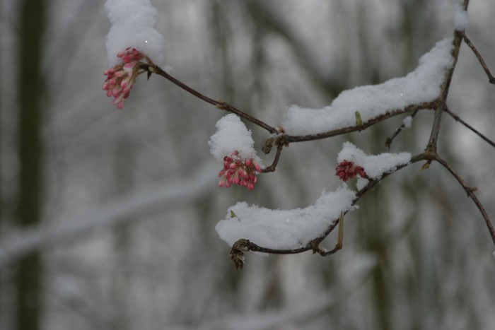 Der Frühling naht.