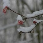 Der Frühling naht.