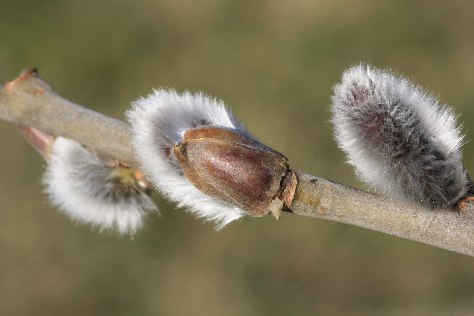 Der Frühling naht