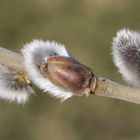 Der Frühling naht