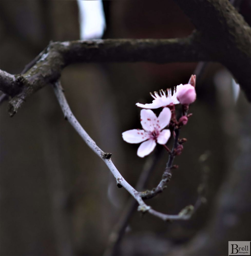 Der Frühling naht ...