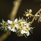 Der Frühling naht