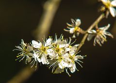 Der Frühling naht