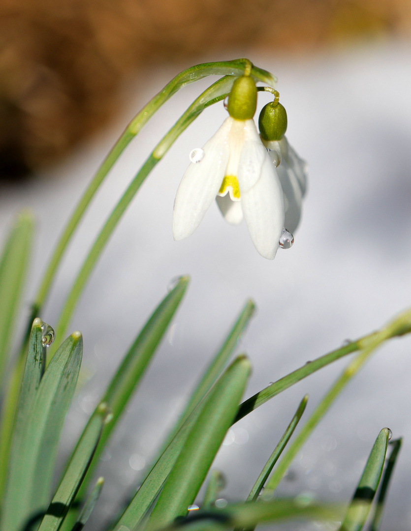 Der Frühling naht