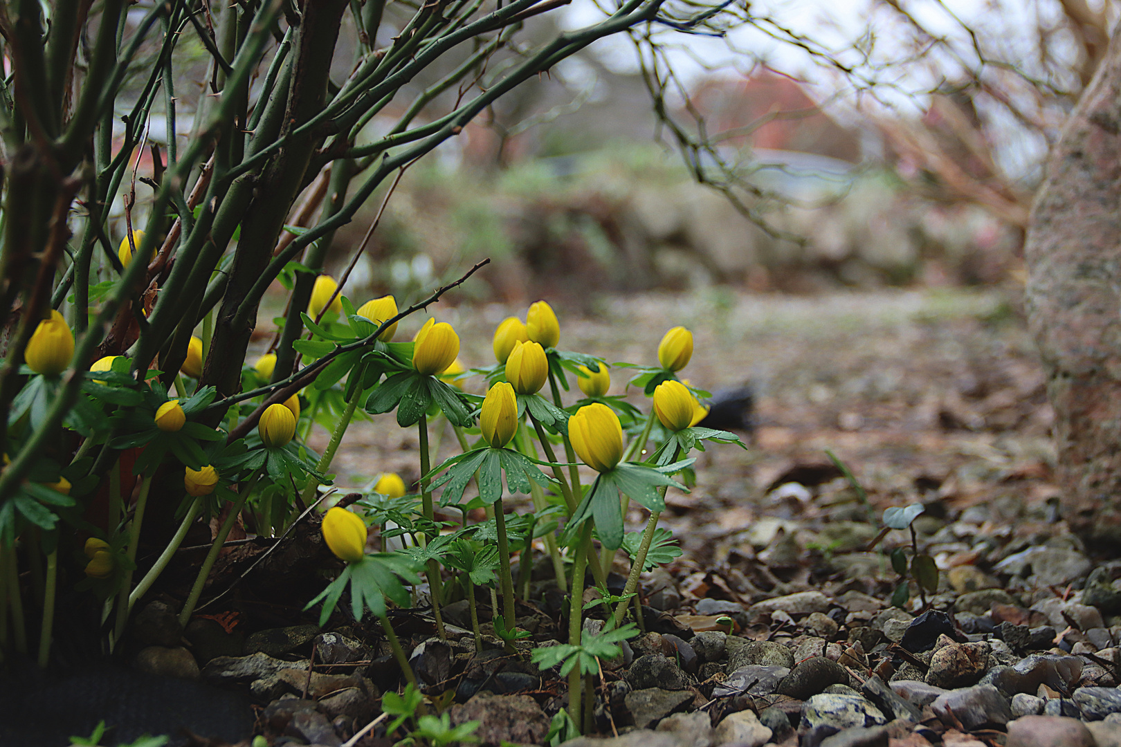 Der Frühling naht