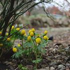 Der Frühling naht