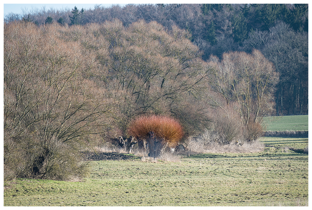 der Frühling naht