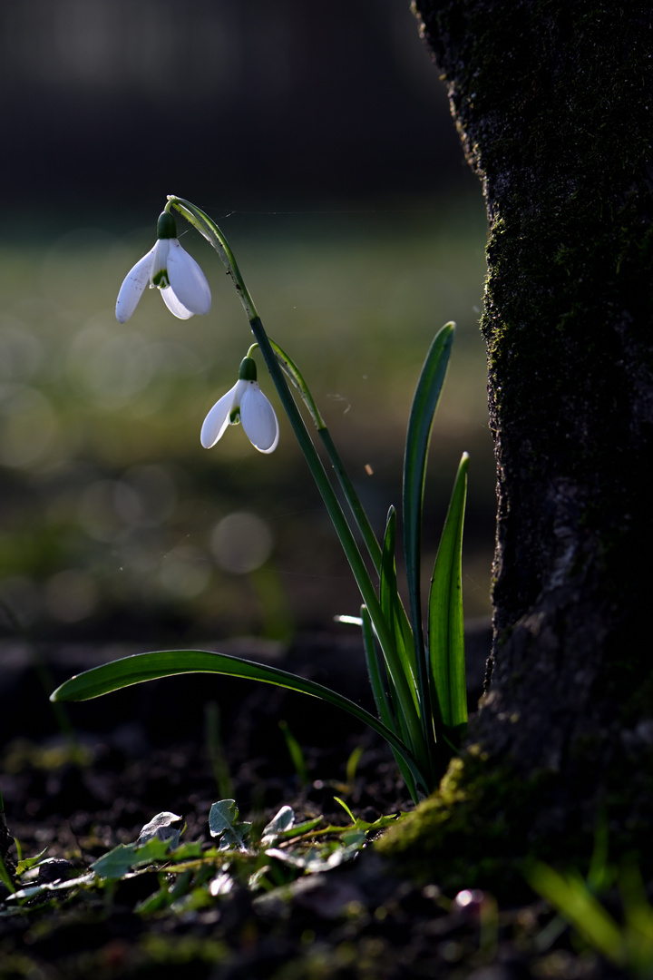 Der Frühling naht