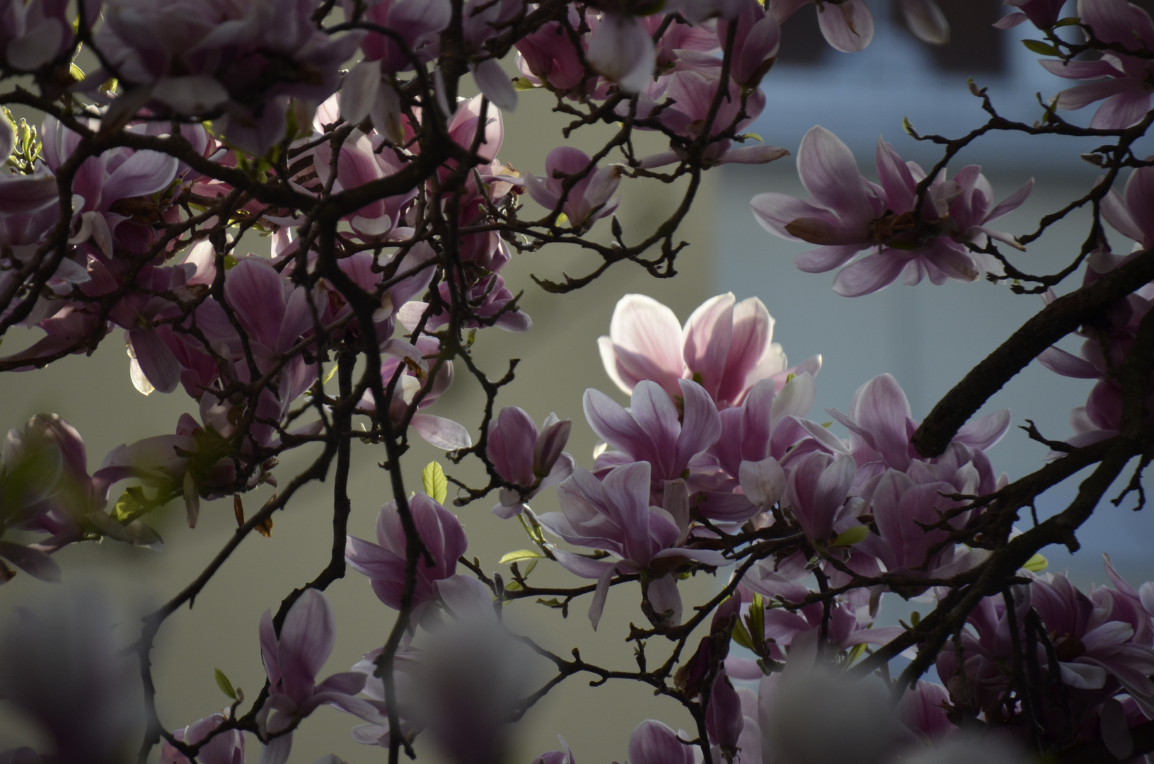 Der Frühling naht 