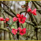 Der Frühling naht