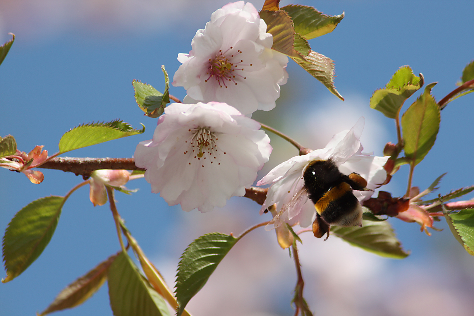 Der Frühling naht