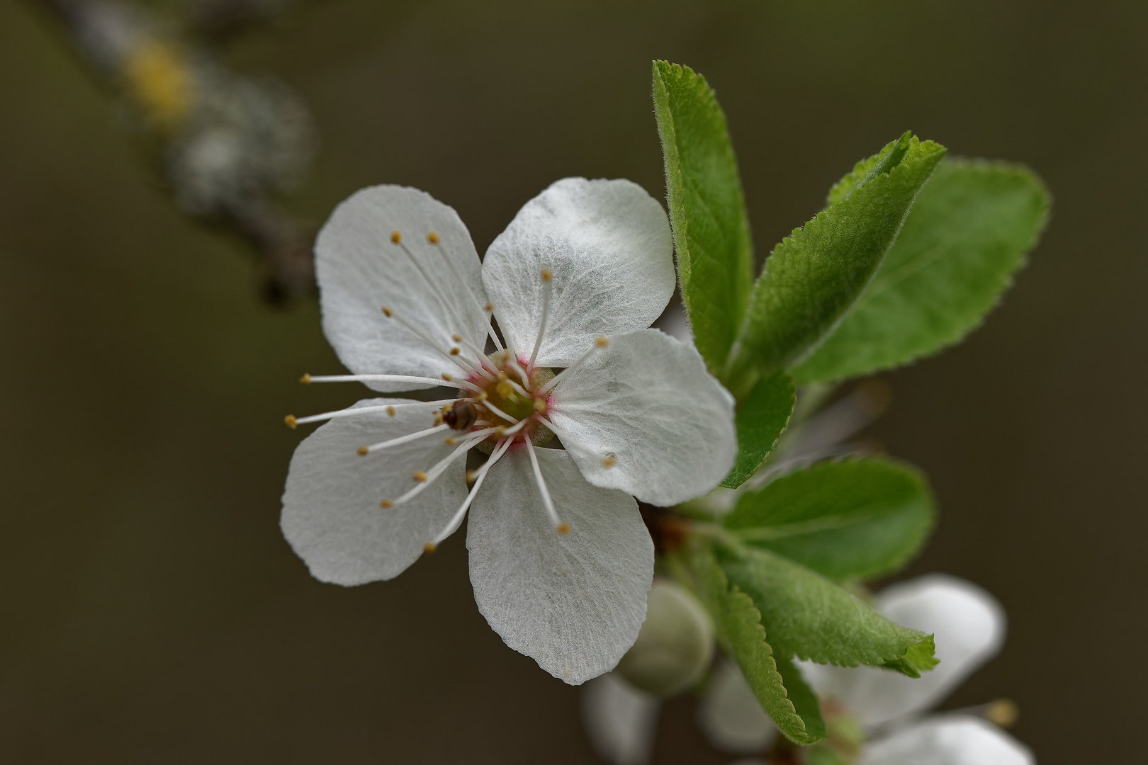 Der Frühling naht....