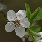 Der Frühling naht....