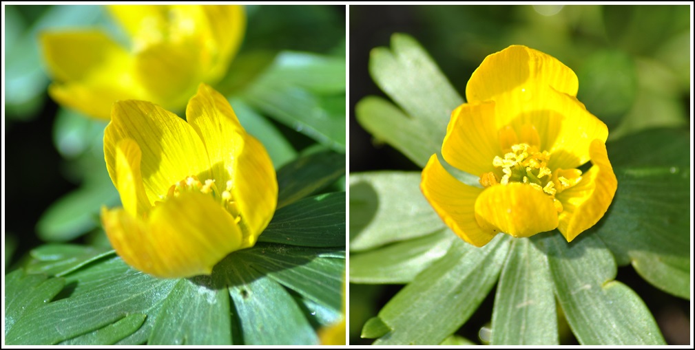 Der Frühling naht